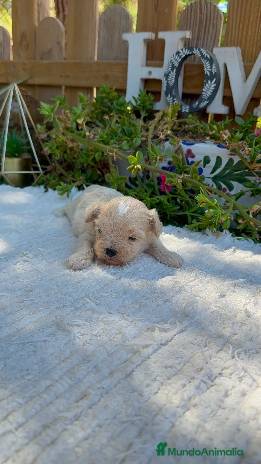 Maltipoo perros en venta: Machos De Maltipoo Apricot Toy Preciosos  - Anuncio 2