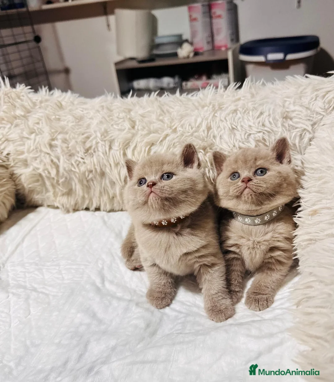 Británico de Pelo Corto gatos en venta: Camada preciosa de British Shorthair 💖  - Anuncio 1