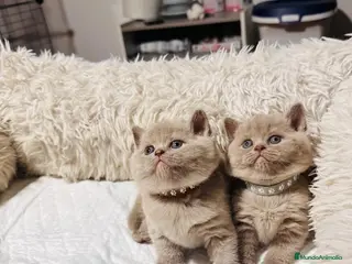 Británico de Pelo Corto gatos Camada preciosa de British Shorthair 💖 - Anuncio 2