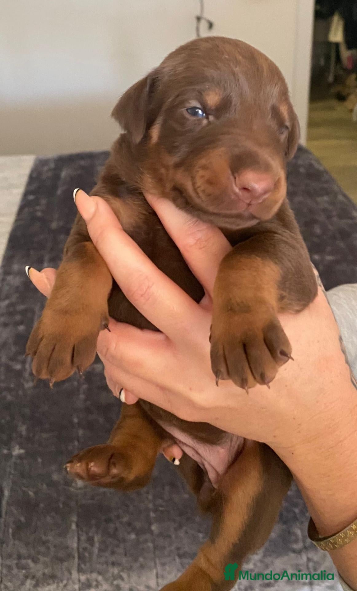 Dobermann perros DOBERMAN  - Anuncio 2