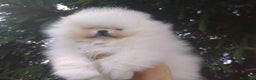 Pomerania perros en venta: ~~~~POMERANIA DE PELÍCULA ~~~~ en Badajoz - Anuncio 3