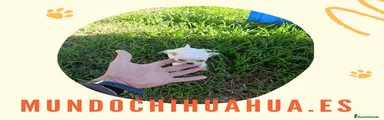 Chihuahua Cachorro 2
