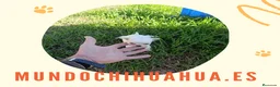 Chihuahua perros en venta: PRECIOSOS CHIHUAHUA RUSO Y ASIÁTICO  - Anuncio 4