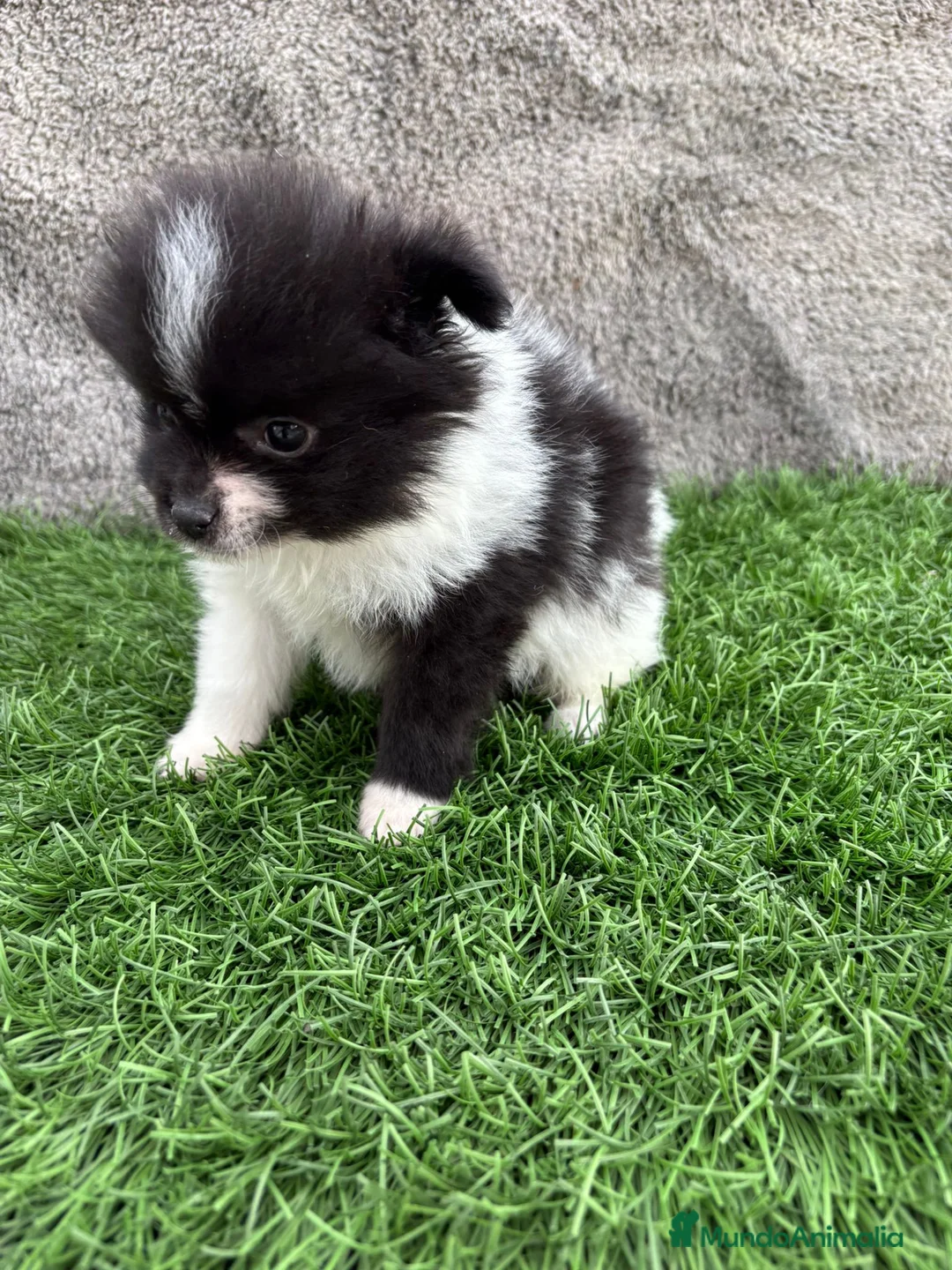 Pomerania perros en venta: Macho toy lulu de Pomerania Party negro blanco  - Anuncio 17
