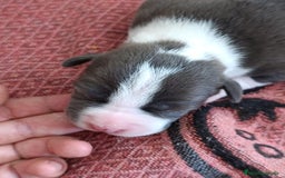 American Staffordshire-Terrier perros en venta: ✨Camada exclusiva Amstaff Blue–Pedigree y calidad✨ - Imagen 12
