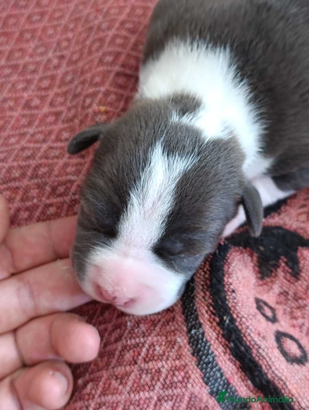 American Staffordshire-Terrier perros en venta: ✨Camada exclusiva Amstaff Blue–Pedigree y calidad✨ - Imagen 12