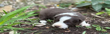 Border Collie Macho Chocolate