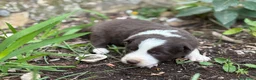 Border Collie perros en venta: 🐾 NUEVOS BORDER COLLIE EN LA GRANJA DE FLIX 🐾 - Anuncio 8