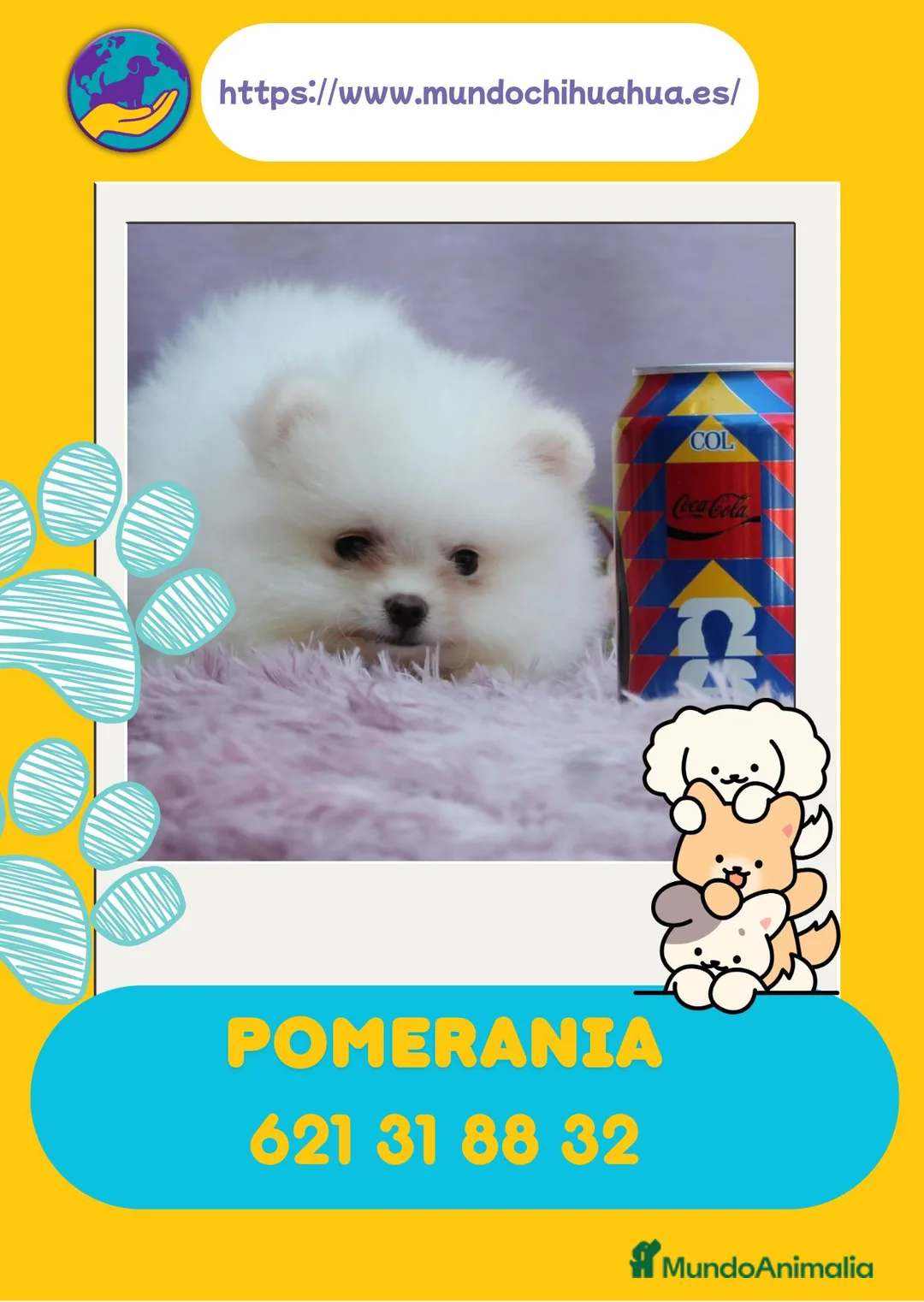 Pomerania perros en venta: Pomerania enano disponibles  - Anuncio 1