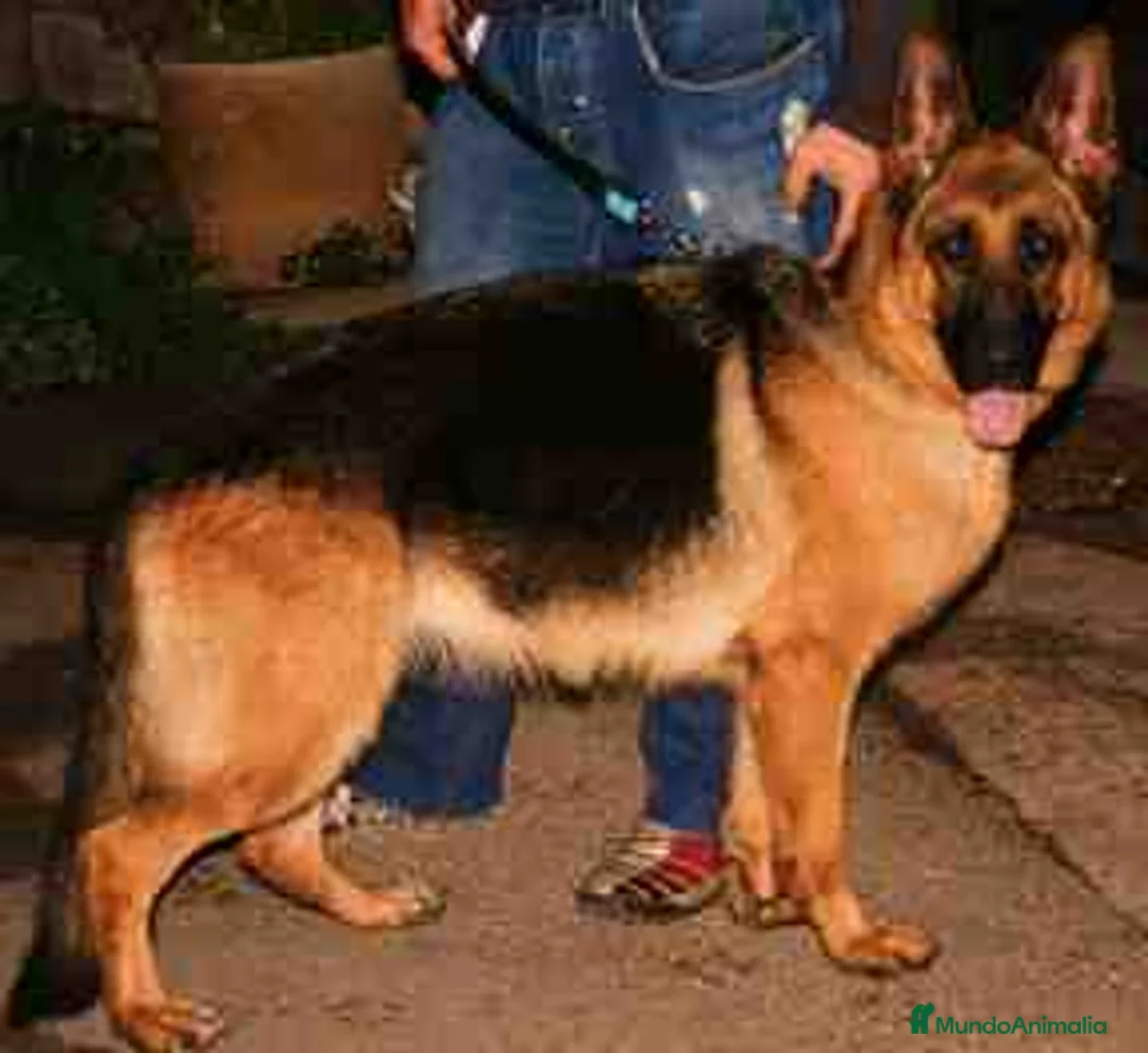 Pastor Alemán perros en venta: Ultimo cachorro disponible en Valencia - Anuncio 5