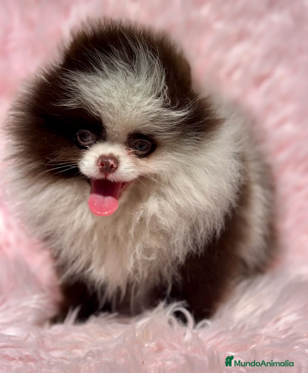 Pomerania perros en venta: EXCLUSIVA LULU POMERANIA MINITOY - Anuncio 4