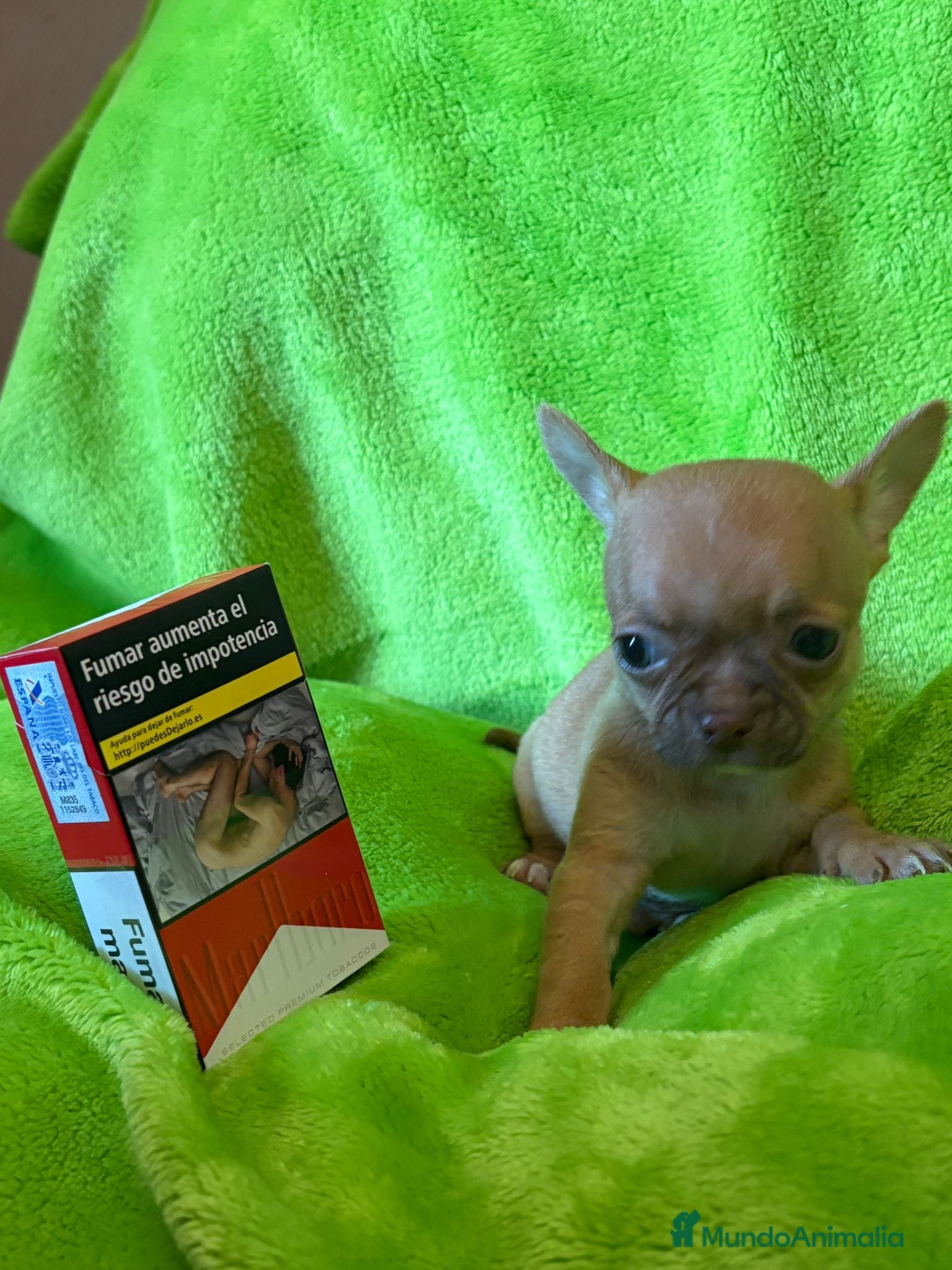Chihuahua perros en venta: Chihuahua  mini toy  - Anuncio 15