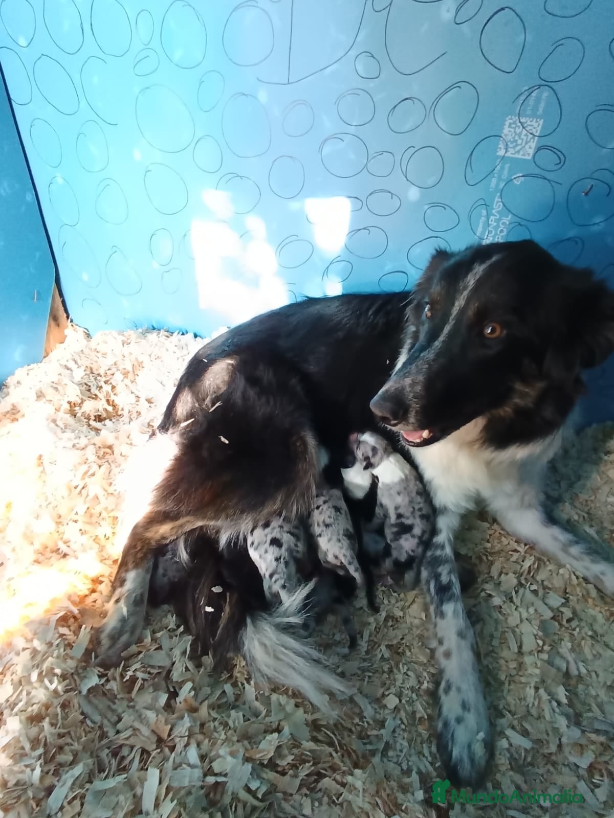 Border Collie perros Border collie  - Anuncio 13