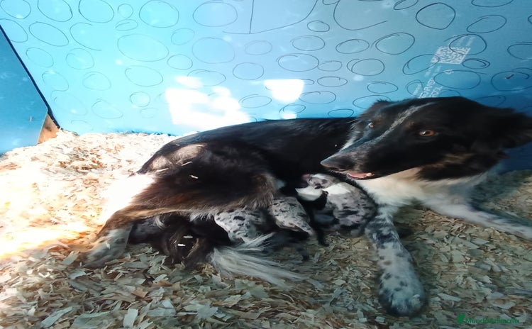 Border Collie perros Border collie  - Anuncio 2