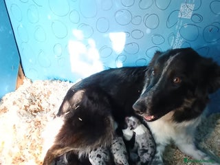 Border Collie perros Border collie - Anuncio 1