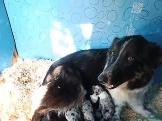 Border Collie perros Border collie - Anuncio 20