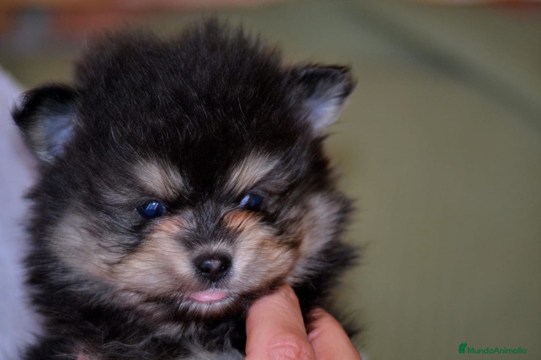 Pomerania perros en venta: Pomerania blanck and tan - Anuncio 1