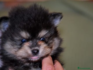 Pomerania perros Pomerania blanck and tan - Anuncio 1