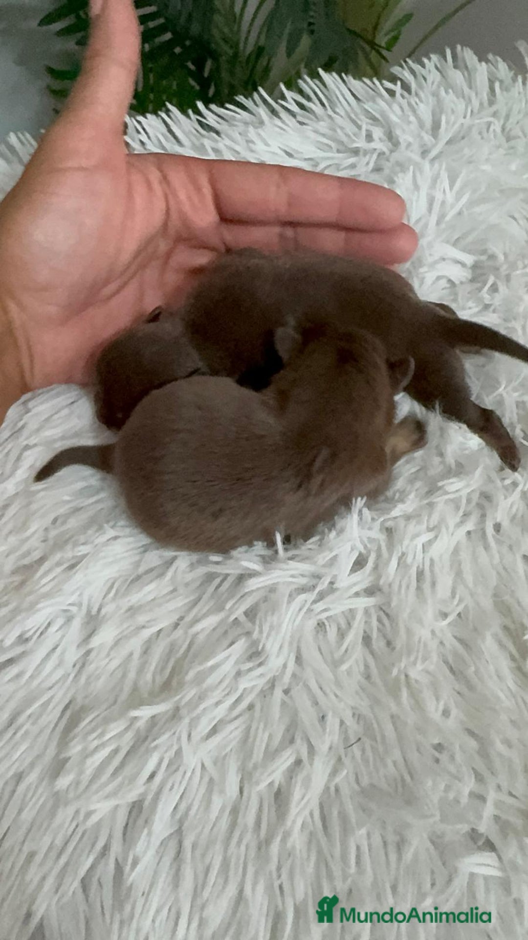 Chihuahua perros en venta: CHIHUAHUA CHOCOLATE AND TAN - Imagen 3