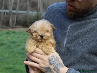 Caniche Toy perros Caniche hembra apricot - Anuncio 8