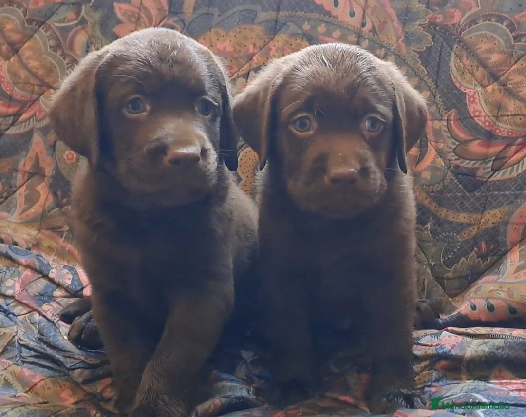 Labrador Retriever perros en venta: Labradores chocolate  - Anuncio 2