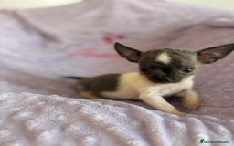 Chihuahua perros en venta: Chihuahua micro toy ruso - Imagen 17