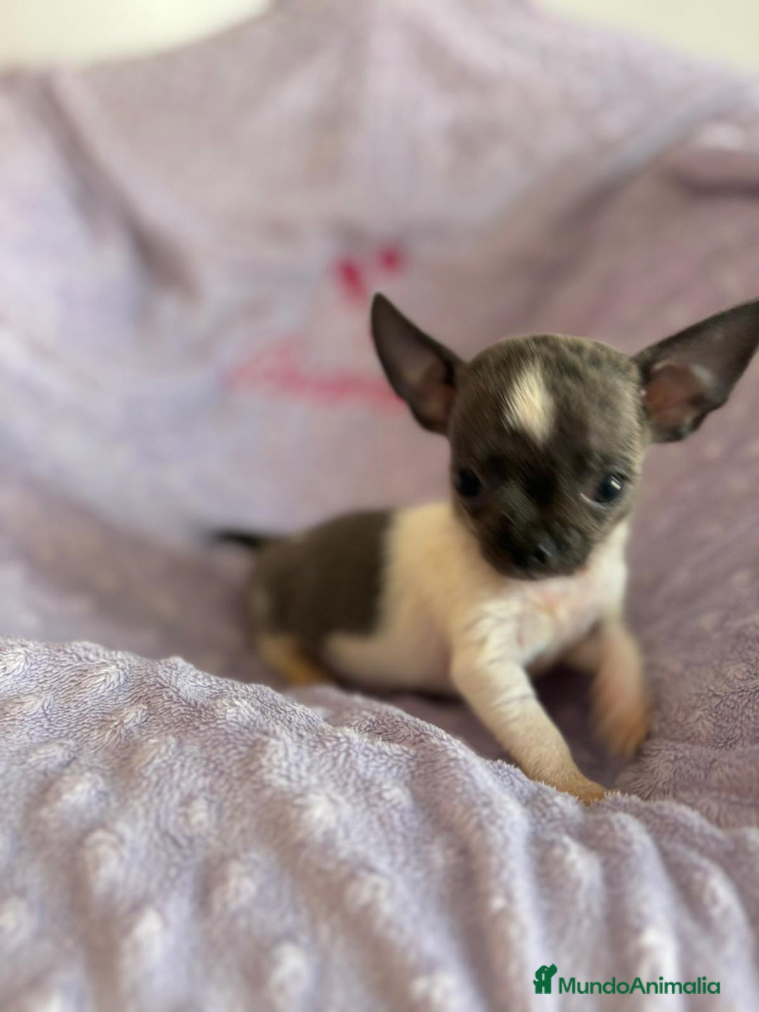 Chihuahua perros en venta: Chihuahua micro toy ruso - Imagen 17