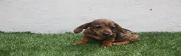 Teckel Miniatura perros en venta: Teckel Miniatura  - Anuncio 29