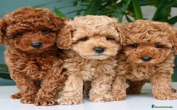 Caniche Toy perros en venta: caniche toy - Imagen 1