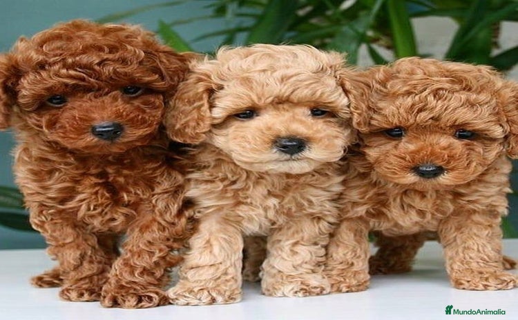 Caniche Toy perros - Anuncio 4