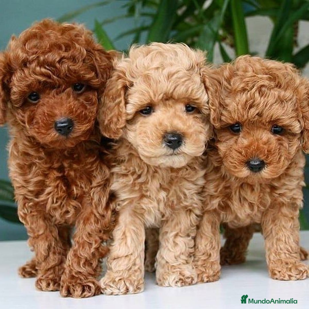 Caniche Toy perros en venta: caniche toy - Imagen 1