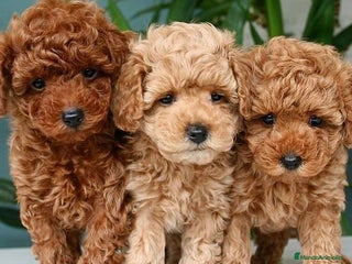 Caniche Toy perros - Anuncio 30