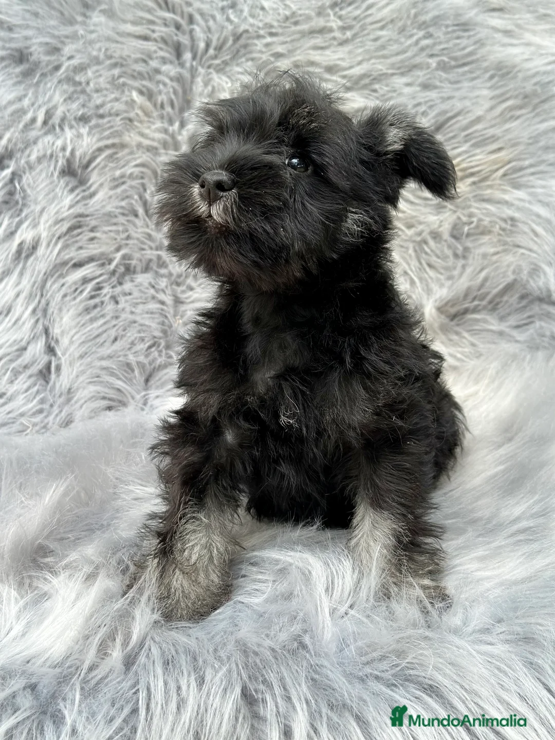 Schnauzer Miniatura perros en venta: SCHNAUZER MINIATURA NEGRO Y PLATA en Barcelona - Anuncio 4