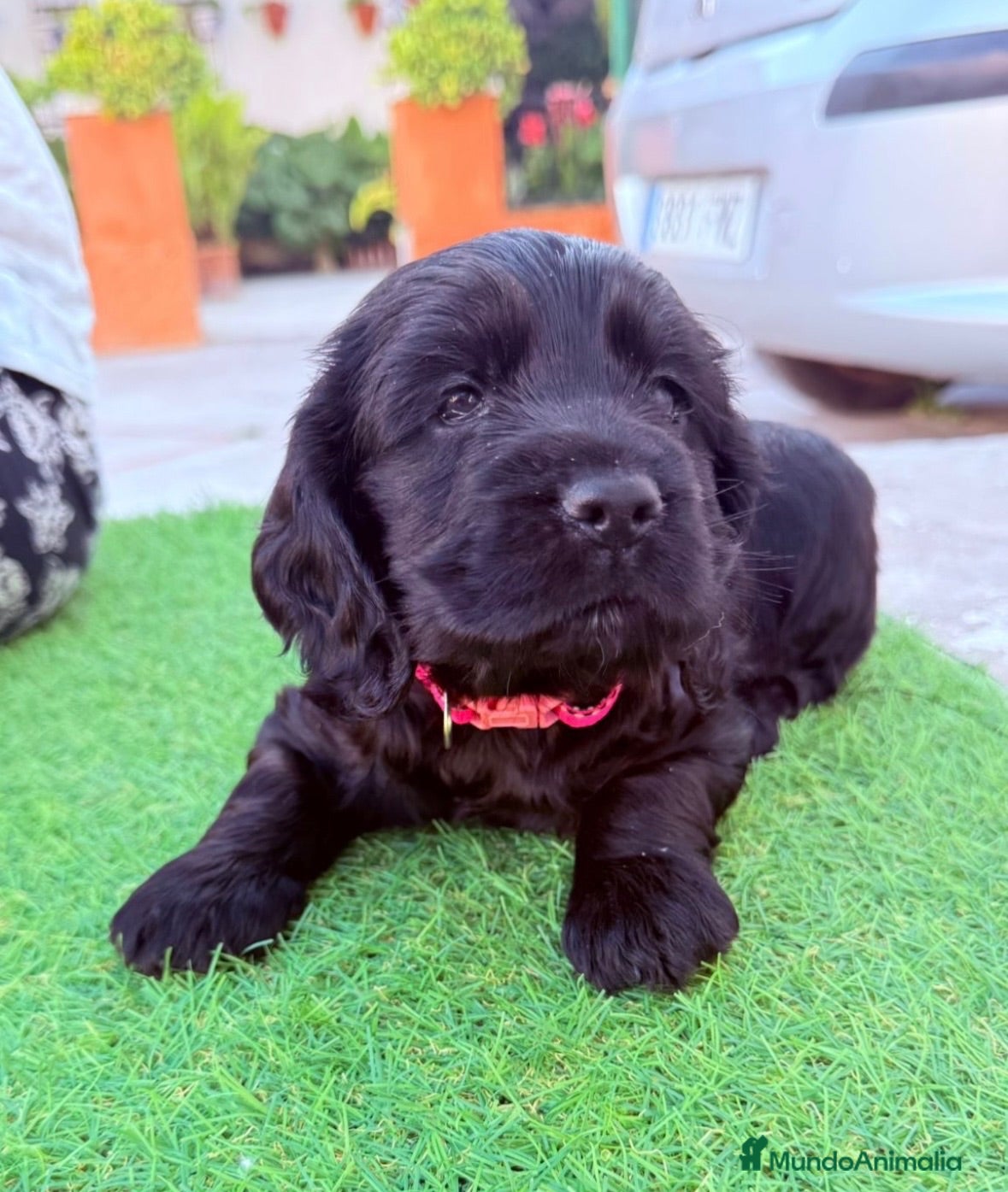 Cocker Spaniel Americano perros Última hembra disponible!🐶🐾 - Anuncio 2