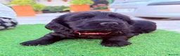 Cocker Spaniel Americano perros en venta: Última hembra disponible!🐶🐾 en Cádiz - Anuncio 1