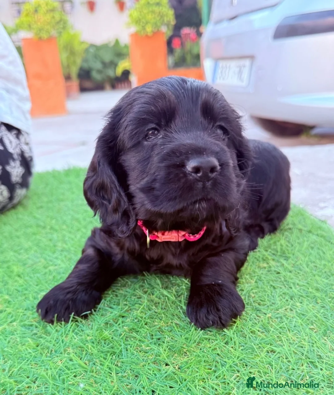 Cocker Spaniel Americano perros en venta: Última hembra disponible!🐶🐾 en Cádiz - Anuncio 1