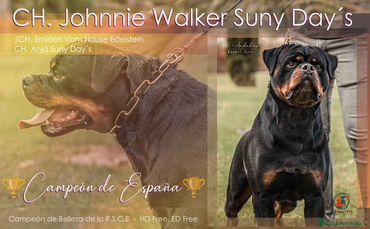 Rottweiler perros ROTTWEILER CAMPEÓN DE ESPAÑA PARA MONTAS - Anuncio 1