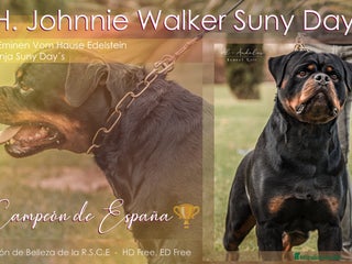 Rottweiler perros ROTTWEILER CAMPEÓN DE ESPAÑA PARA MONTAS - Anuncio 1