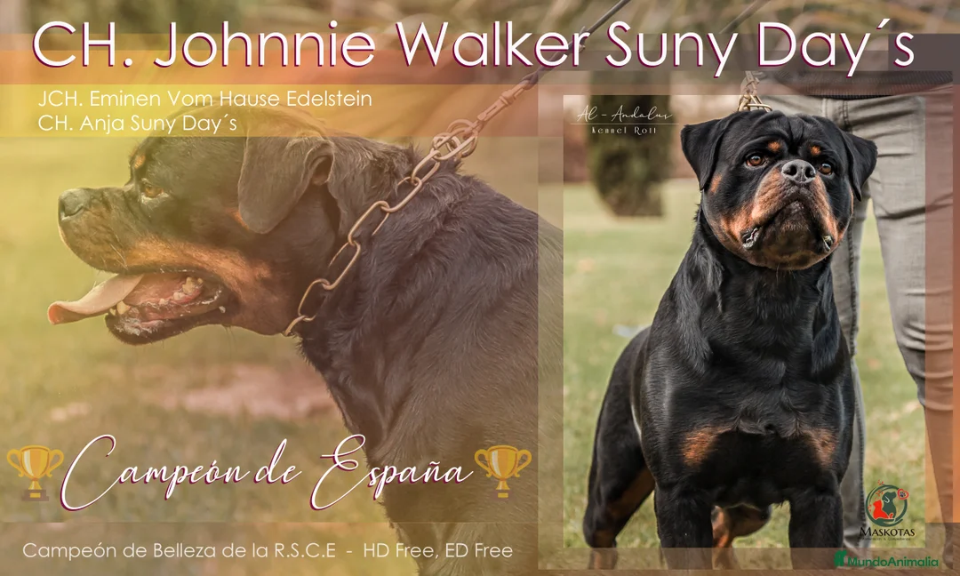 Rottweiler perros para monta: ROTTWEILER CAMPEÓN DE ESPAÑA PARA MONTAS - Anuncio 1
