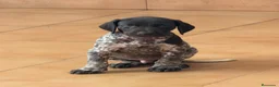 Braco Alemán de Pelo Corto perros en venta: Camada Braco Alemán  - Anuncio 6