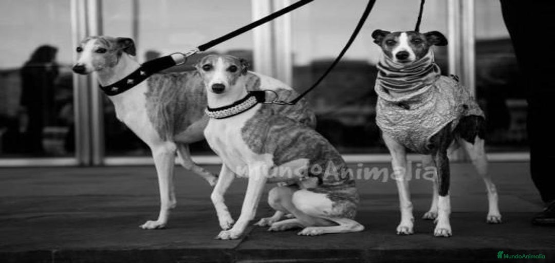 Imagen de galería {{count}}