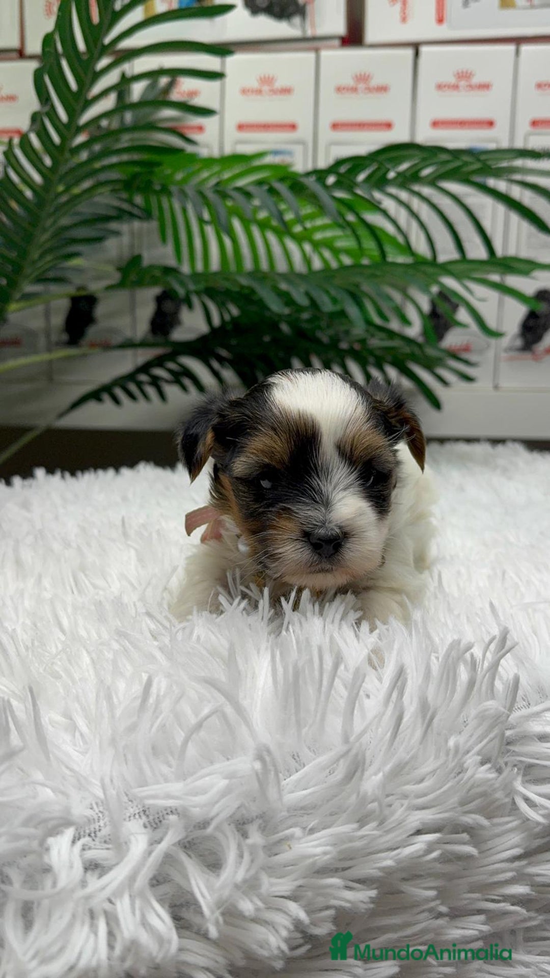 Yorkshire Terrier perros en venta: YORKSHIRE BIEWER HEMBRA - Anuncio 17