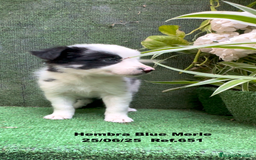 Border Collie perros en venta: BORDER COLLIE DE VILLA BIZNAGA - Imagen 12