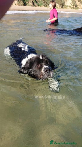 Imagen de galería {{count}}