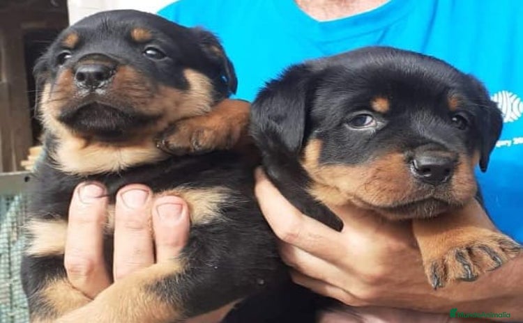 Rottweiler perros - Propaganda 1