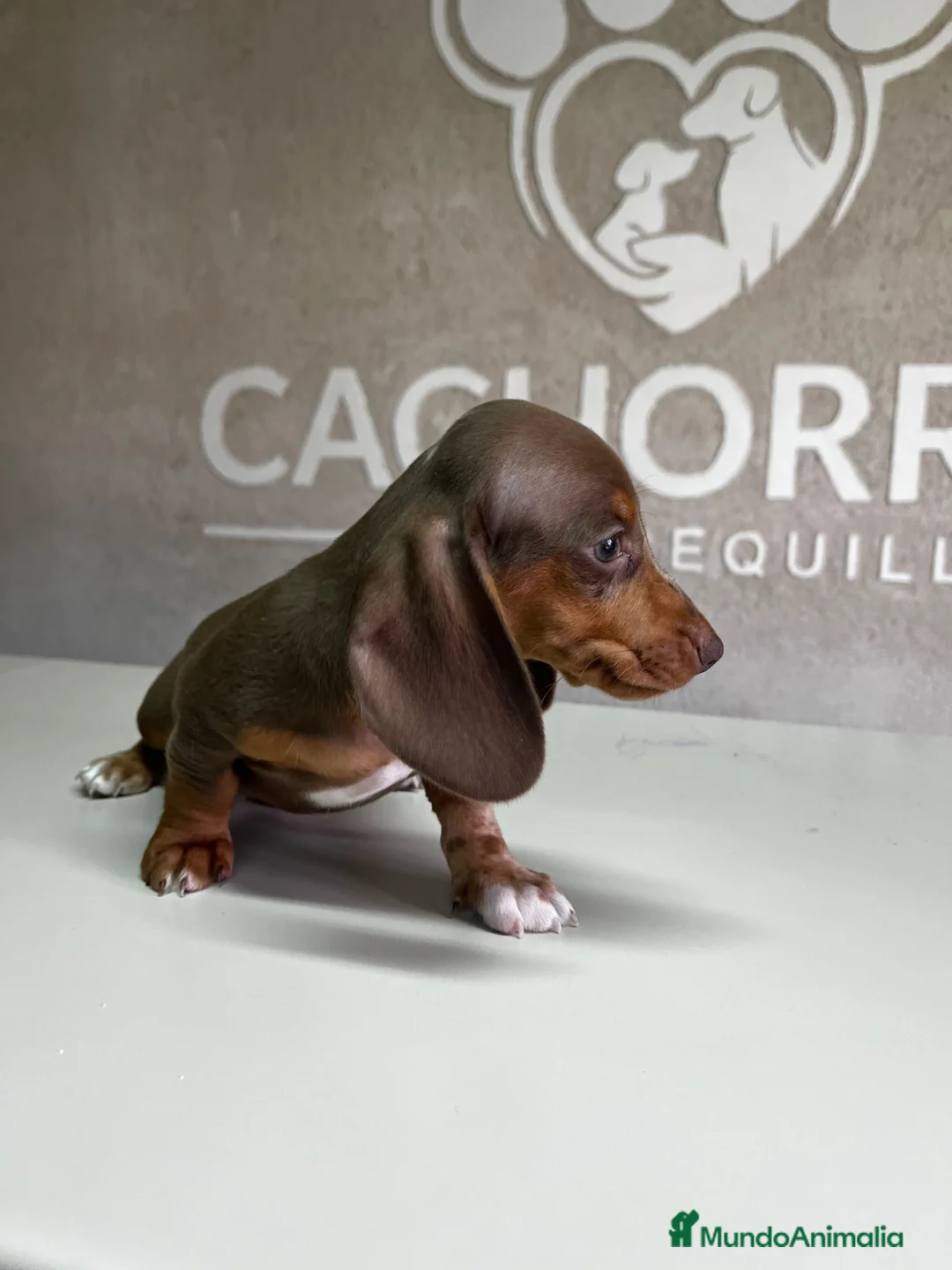 Teckel perros en venta: Teckel - Anuncio 2