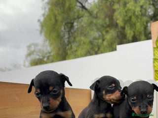 Pinscher Miniatura perros - Anuncio 2