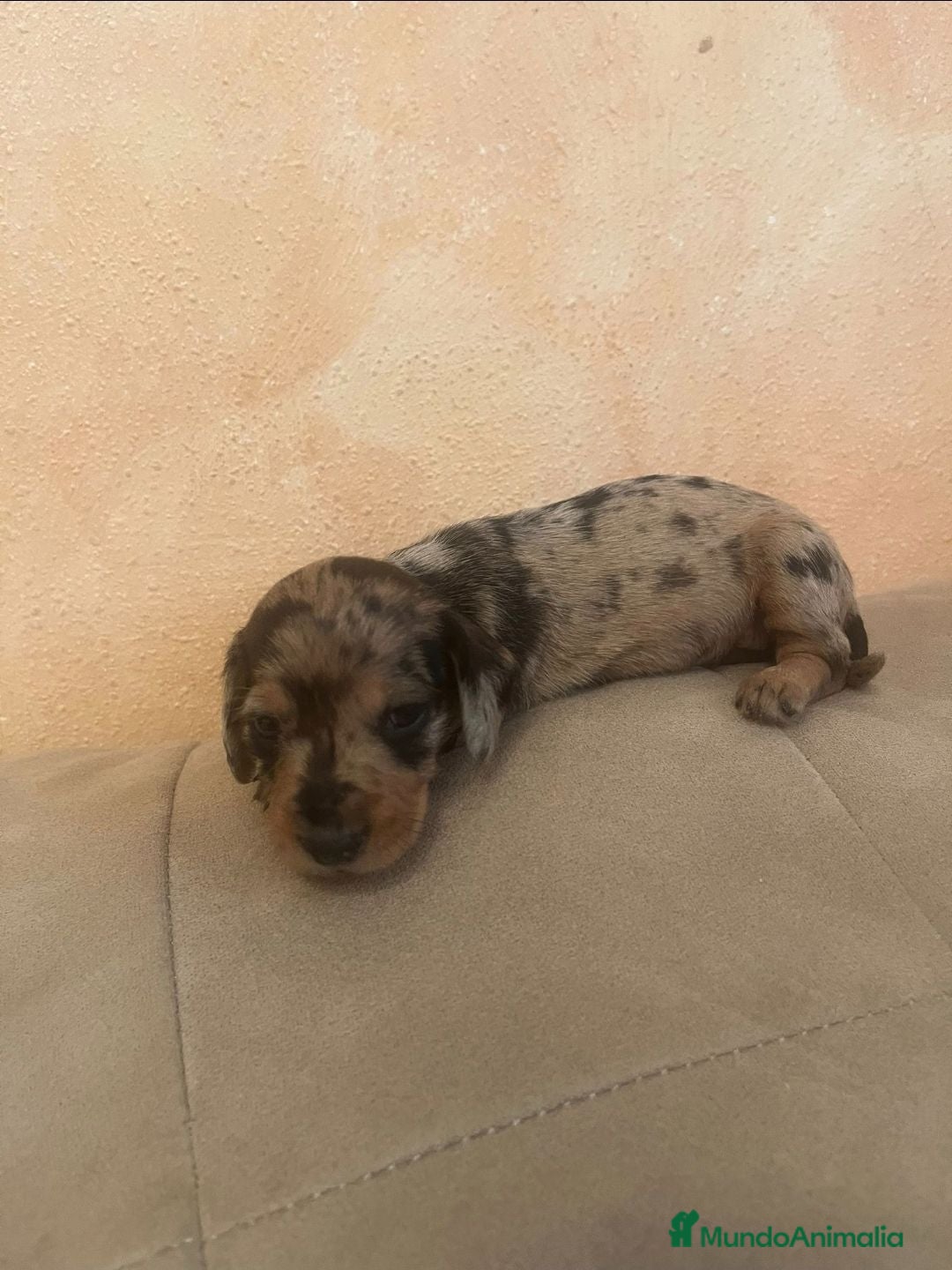 Teckel perros Teckel de máxima calidad  - Anuncio 2