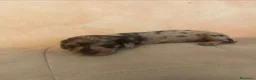 Teckel perros en venta: Teckel de máxima calidad  - Anuncio 1
