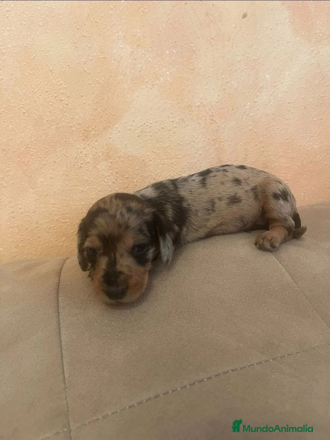 Teckel perros en venta: Teckel de máxima calidad  - Anuncio 1